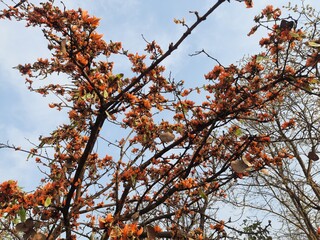 Orenge flowers of Butea monosperma. Butea native flower. Plaso monosperma, Butea frondosa, Erythrina monosperma. Other names include flame-of-the-forest, and bastard teak.
