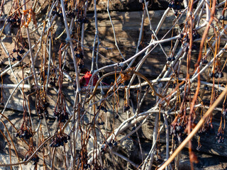Branches of wild grapes with dried berries on an old wooden wall. Blur 