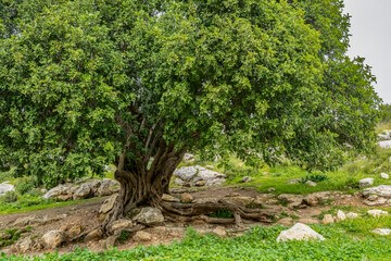 A Single Old Carob Tree in Israel