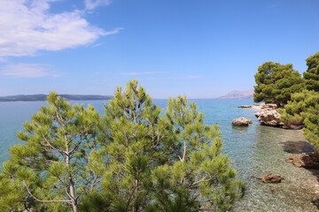 Fototapeta na wymiar Green pine trees and clear turquoise sea on the beach on a sunny day, Croatia, Dalmatia
