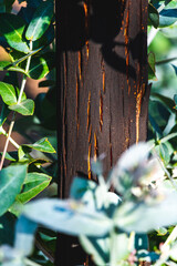 An eucalyptus forest reborned from the wildfires after being totally burned