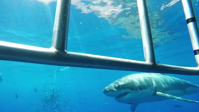 great white shark from cage