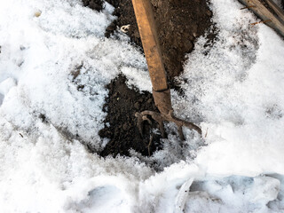 Garden pitchfork in snowy ground. The beginning of gardening, gardening. Tools for gardening....