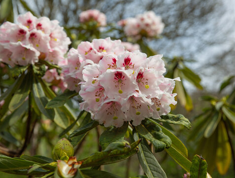 close up, isolated photograph of the springtime blooms of the rhododendron calophytum