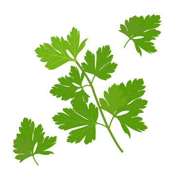 Persley leaf, green parsley leaves organic parsley vector illustration