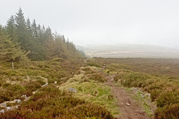 Dried shurbs and grass and pine forest in foggy Ticknock mountains landscape