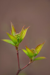 Branches of plant with green leaves