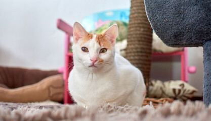 A cute Anatolian cat with green eyes on the carpet