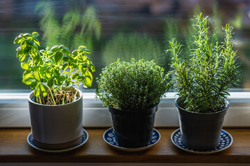 Drei Töpfe mit frischen Kräuter. Basilikum, Thymian und Rosmarin