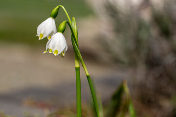 Spring snowflake (Leucojum vernum) macro with nature background. The first spring flowers - spring snowflake. Free copy space.