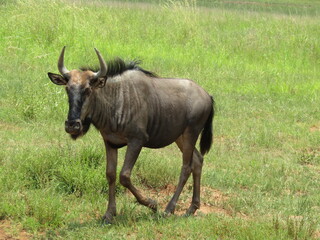 Wildbeest on the Southern tip of Africa during a recent Safari trip.
