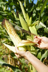 Primer plano de Manos de mujer latina americana agricultora cosechando ma&iacute;z de su huerta org&aacute;nica 