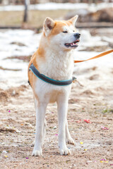 Dog of the Japanese breed Akita Inu