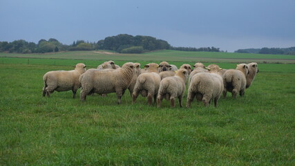 Naklejka na ściany i meble herd of sheep om the feeld eat grass 