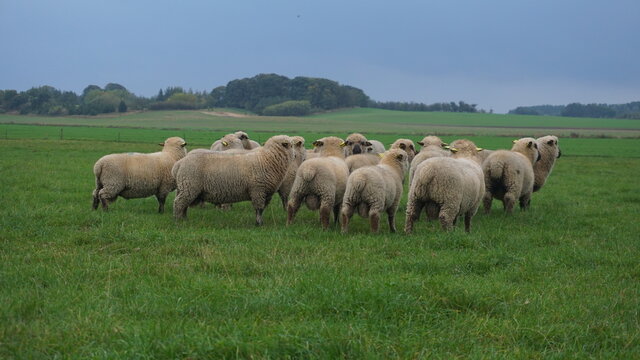 herd of sheep om the feeld eat grass 