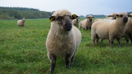 amazing sheep looking on the camera 