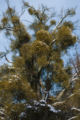 mistletoe on a tree