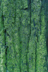 Green wooden Background texture of tree bark with traces cracking. Free copy space for design or text.