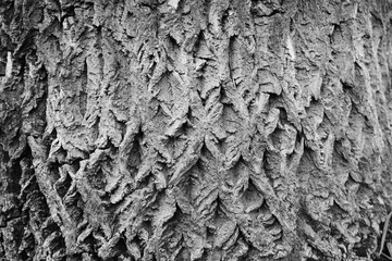 Wooden Background texture of tree bark with traces cracking. Free copy space for design or text. Horizontal image.