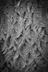 Wooden Background texture of tree bark with traces cracking. Free copy space for design or text.