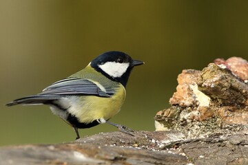 The great tit (Parus major) on the branch in morning sun.