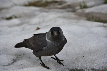 Close-up of a jackdaw, which stands on the melting spring snow and looks intently into the eyes.