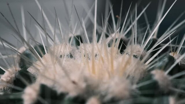 Sansevieria stuckyi in pot, cactus Gymnocalycium or Goloden Echinopsis calochlora cactus closeup, Desert Hedgehog cactuses large extreme close up with focus.