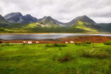 Flock of sheep grazing, Scotland, Elgol