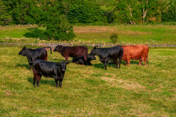 Scotland Livingstone, Livingstone, grazing cattle, Black and Brown Cows