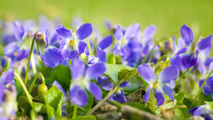 purple violets blooming in spring