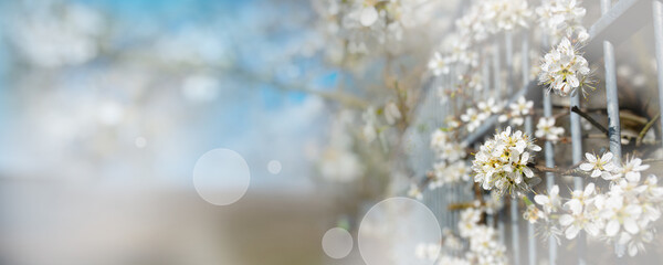Blooming hawthorn at a fence in spring. Horizontal nature background with light bokeh and short...