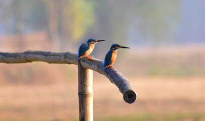 These Kingfishers are waiting for prey