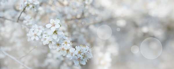 Blooming hawthorn in sunny spring. Seasonal natur background with bright bokeh and short depth of...