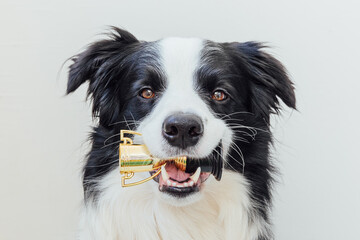 Cute puppy dog border collie holding miniature champion trophy cup in mouth isolated on white background. Winner champion funny dog. Victory first place of competition. Winning or success concept.