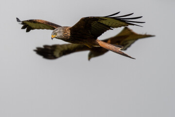 Red Kite (Milvus milvus) in flight