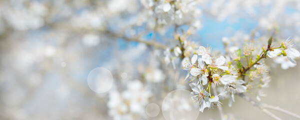 Blooming hawthorn in sunny spring. Seasonal natur background with bright bokeh and short depth of...