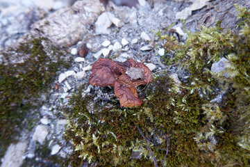 close up of a brown red mushroom with moss on a tree trunk
