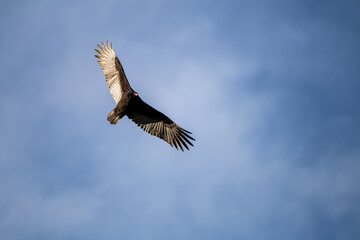 Naklejka premium vulture in flight