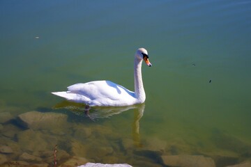 white swan swims in the green water of Lake Balaton in spring in Hungary