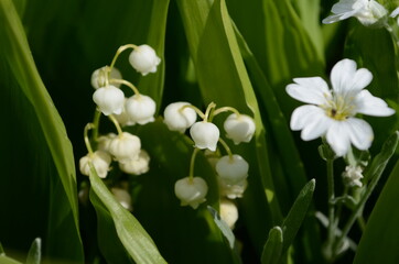 Blossoming lily of the valley in the forest. Lily-of-the-valley.Convallaria majalis.Spring background.