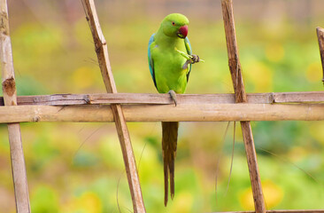The Indian Ring-Necked Parakeet is enjoying food