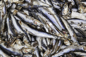 Anchovies in fishmonger