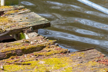 Old vintage wooden bridge aging and overgrown with moss decomposing in ramshackle style corroding...