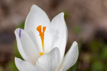 Obraz premium Beautiful white and yellow crocus flowers welcome the spring time with yellow stamps and filigree petals in spring sunshine backlight and Easter feelings as positive mood and positive emotion