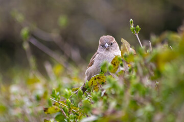 Eurasian tree sparrow singing in a hedge or tree as garden bird in a park habitat as waiting house sparrow in spring for mating and pairing with brown feathers as songbird with beautiful voices
