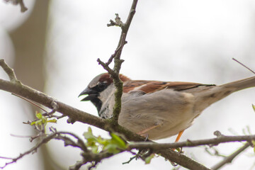 Eurasian tree sparrow singing in a hedge or tree as garden bird in a park habitat as waiting house sparrow in spring for mating and pairing with brown feathers as songbird with beautiful voices