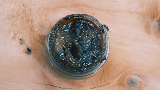 stingless bee flying. Meliponines Nest Stingless bees,or called stingless honey bees or simply meliponines buzzing and flying around of beehive entrance.	