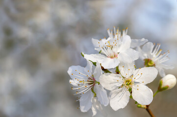 Blooming cherry   in the spring garden . Beautiful Spring natural Background . Nature concept for design. Close Up. Shallow depth. Greeting card background. Horizontal background.