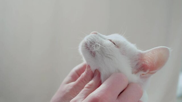 Human hands stroking the face of a white cat close-up. The concept of love for pets, of the cat's trust in man.