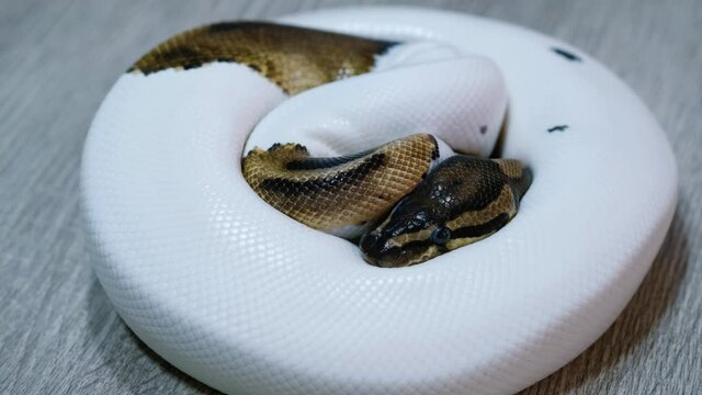 Snake that subdues its prey by constriction. close up feeding. (Exotic Pet), Texture of royal ball python's snakeskin.